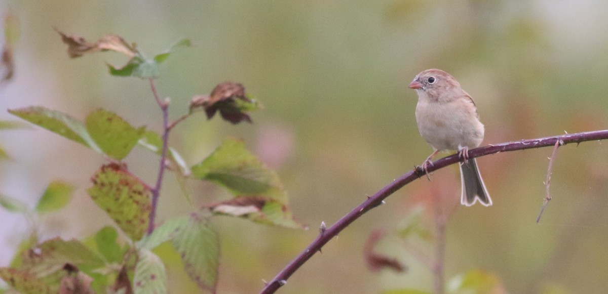 Field Sparrow - ML643508487