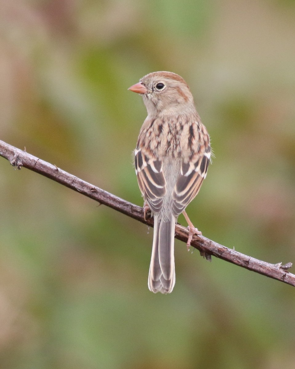 Field Sparrow - ML643508488