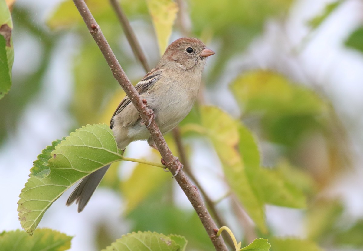 Field Sparrow - ML643508489