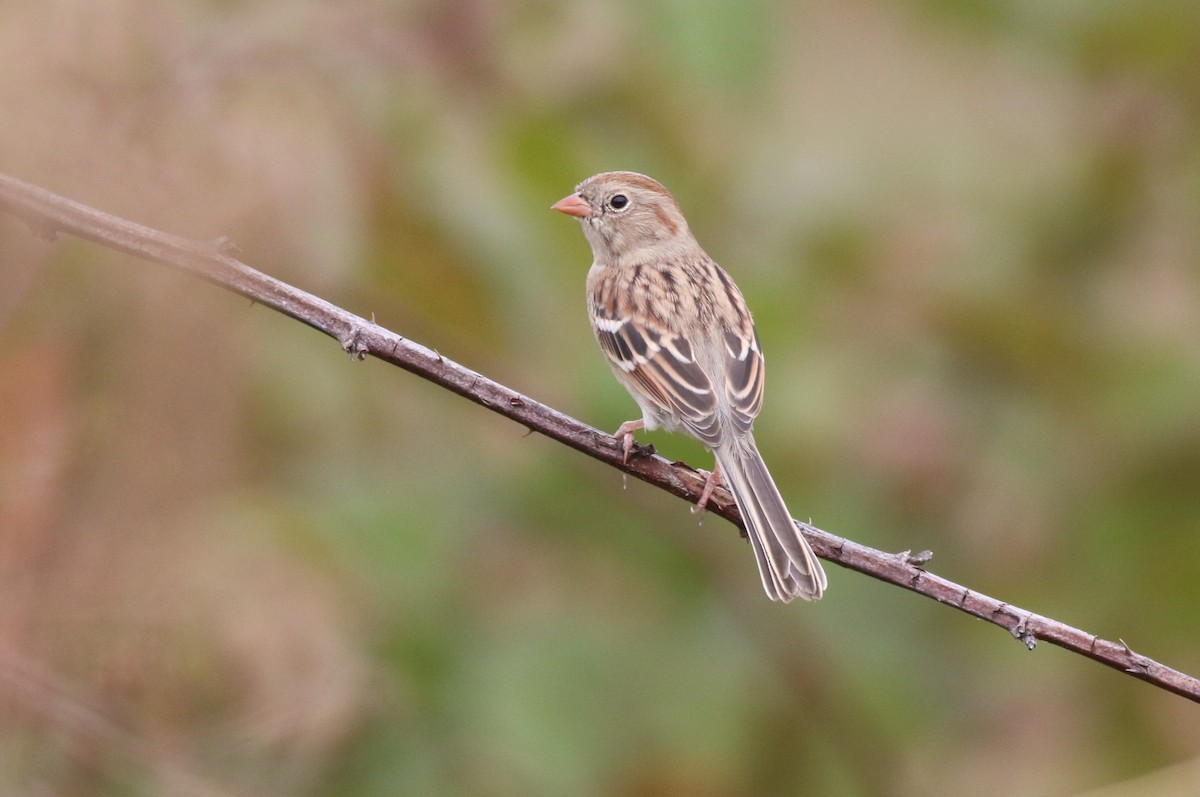 Field Sparrow - ML643508490