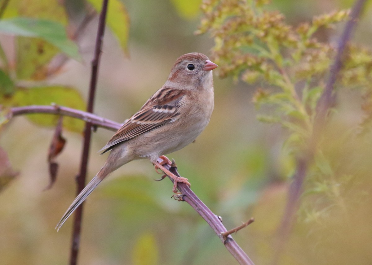 Field Sparrow - ML643508491