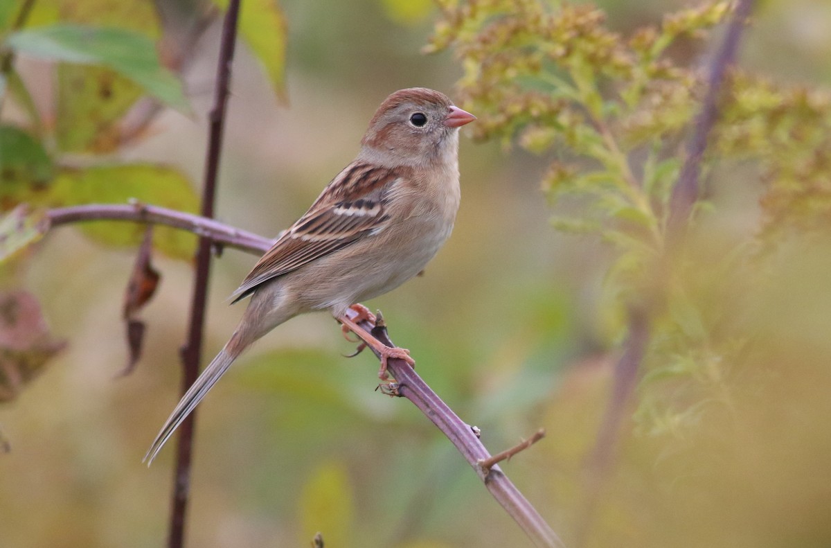 Field Sparrow - ML643508492