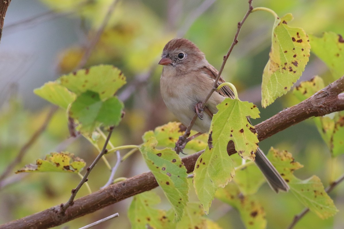 Field Sparrow - ML643508493