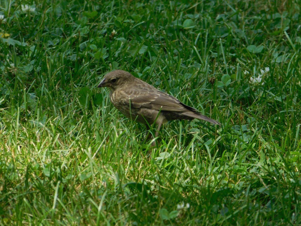 Brown-headed Cowbird - ML643508500