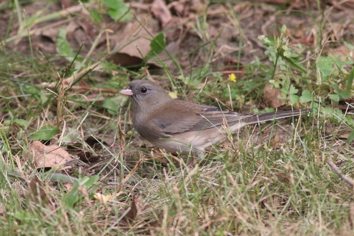 Junco Ojioscuro - ML643508521