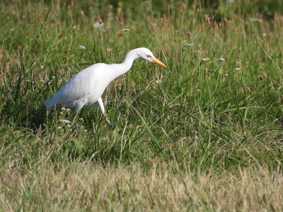 Western Cattle-Egret - ML643508524