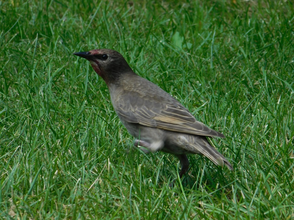 stær - ML643508531