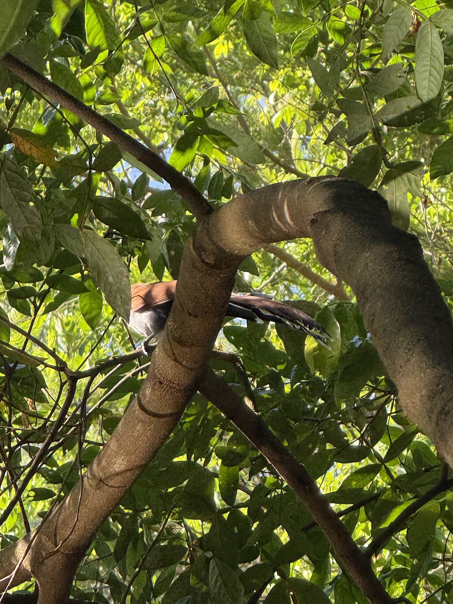 Common Squirrel-Cuckoo - ML643508554