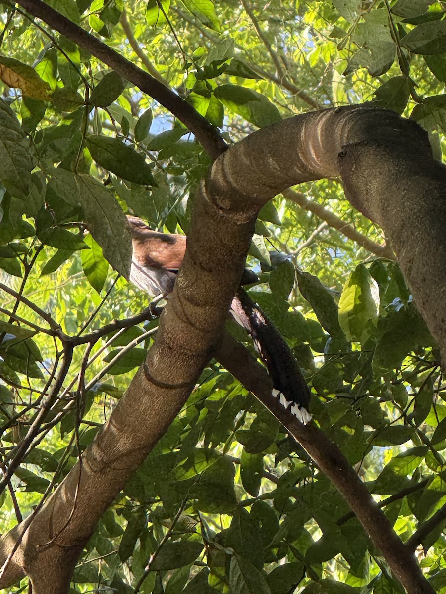 Common Squirrel-Cuckoo - ML643508555