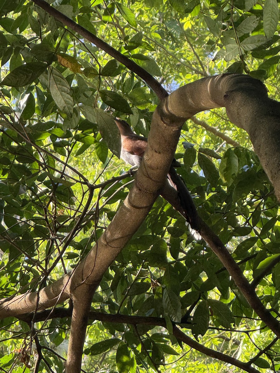 Common Squirrel-Cuckoo - ML643508556