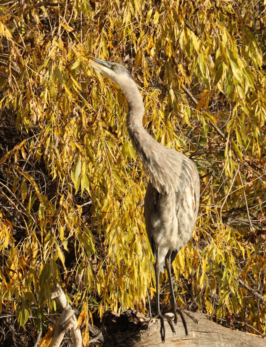 Great Blue Heron - ML643508565