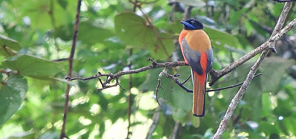 Scarlet-rumped Trogon - ML643508566