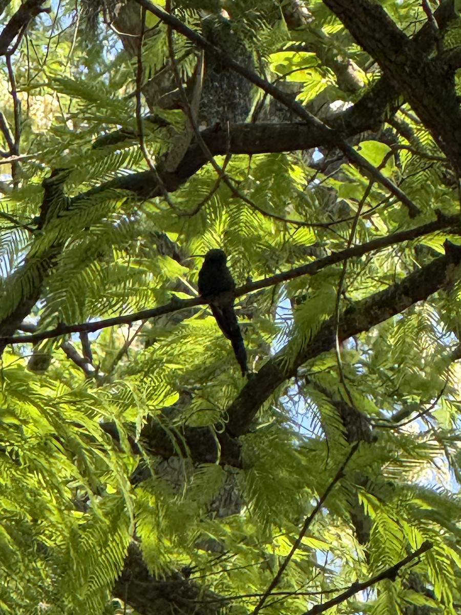 Swallow-tailed Hummingbird - ML643508569