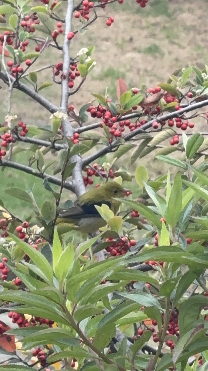Scarlet Tanager - ML643508577