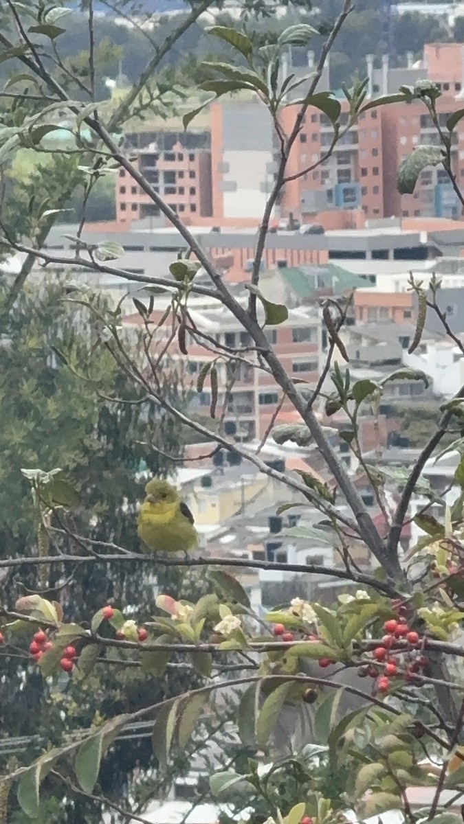 Scarlet Tanager - ML643508578
