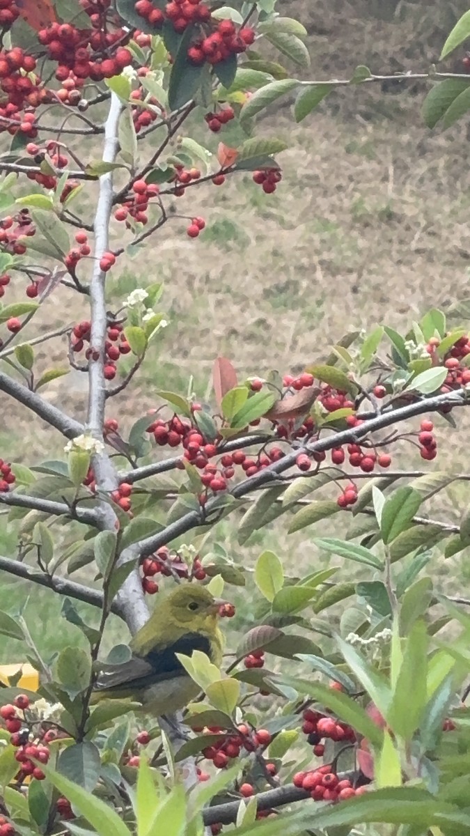 Scarlet Tanager - ML643508579