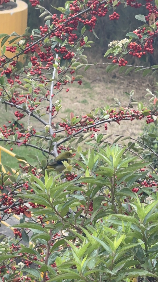 Scarlet Tanager - ML643508580