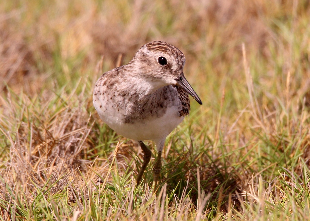 Least Sandpiper - ML643508583