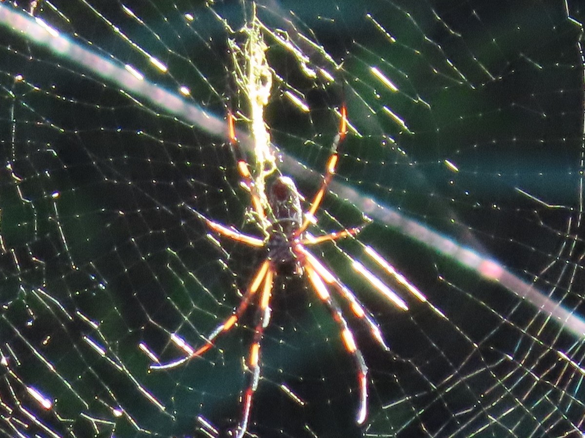 Animals - ML643508585