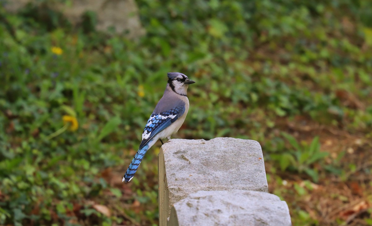 Blue Jay - ML643508587