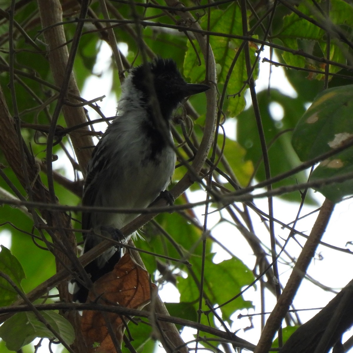 Collared Antshrike - ML643508605