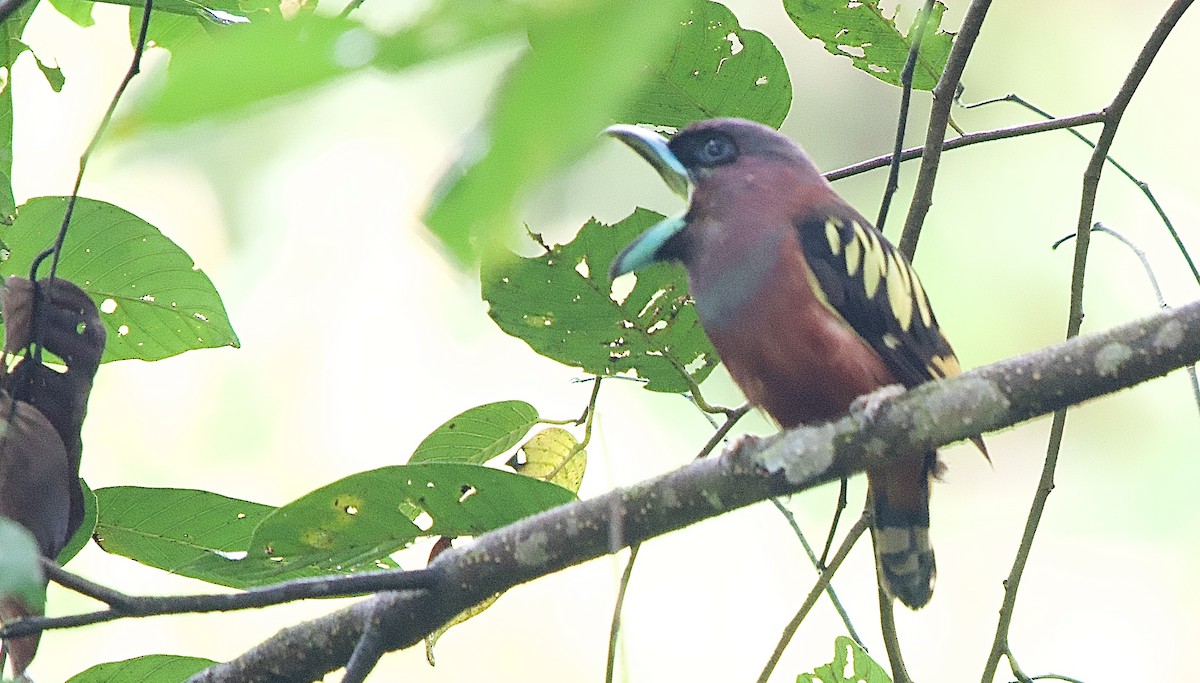Banded Broadbill - ML643508622