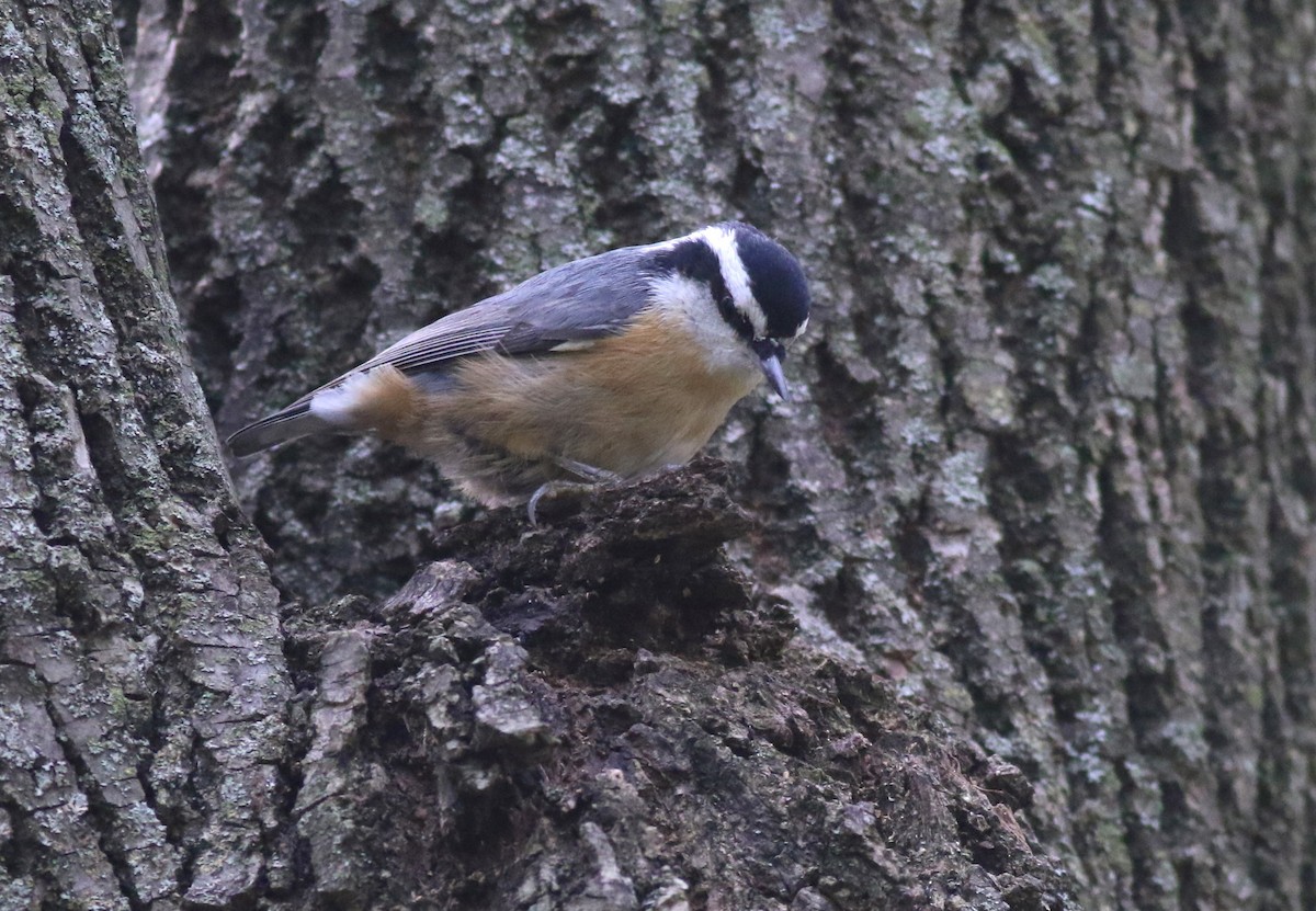 Red-breasted Nuthatch - ML643508627