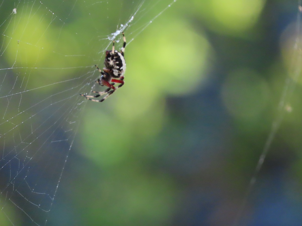 Red-femured Spotted Orbweaver - ML643508628