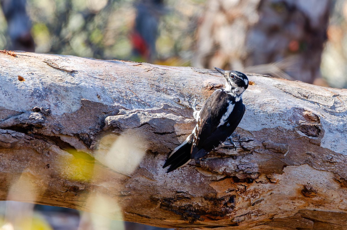 Hairy Woodpecker - ML643508636