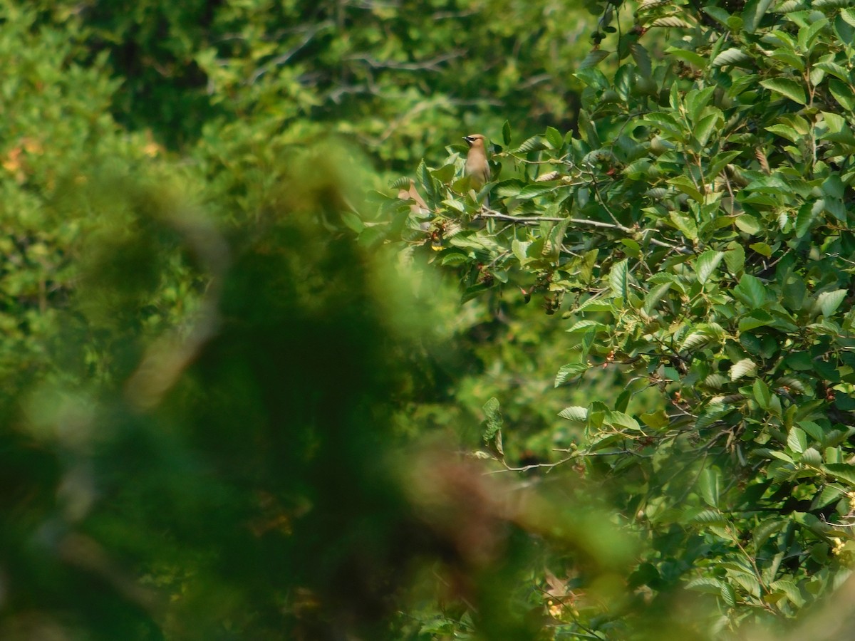 Cedar Waxwing - ML643508645