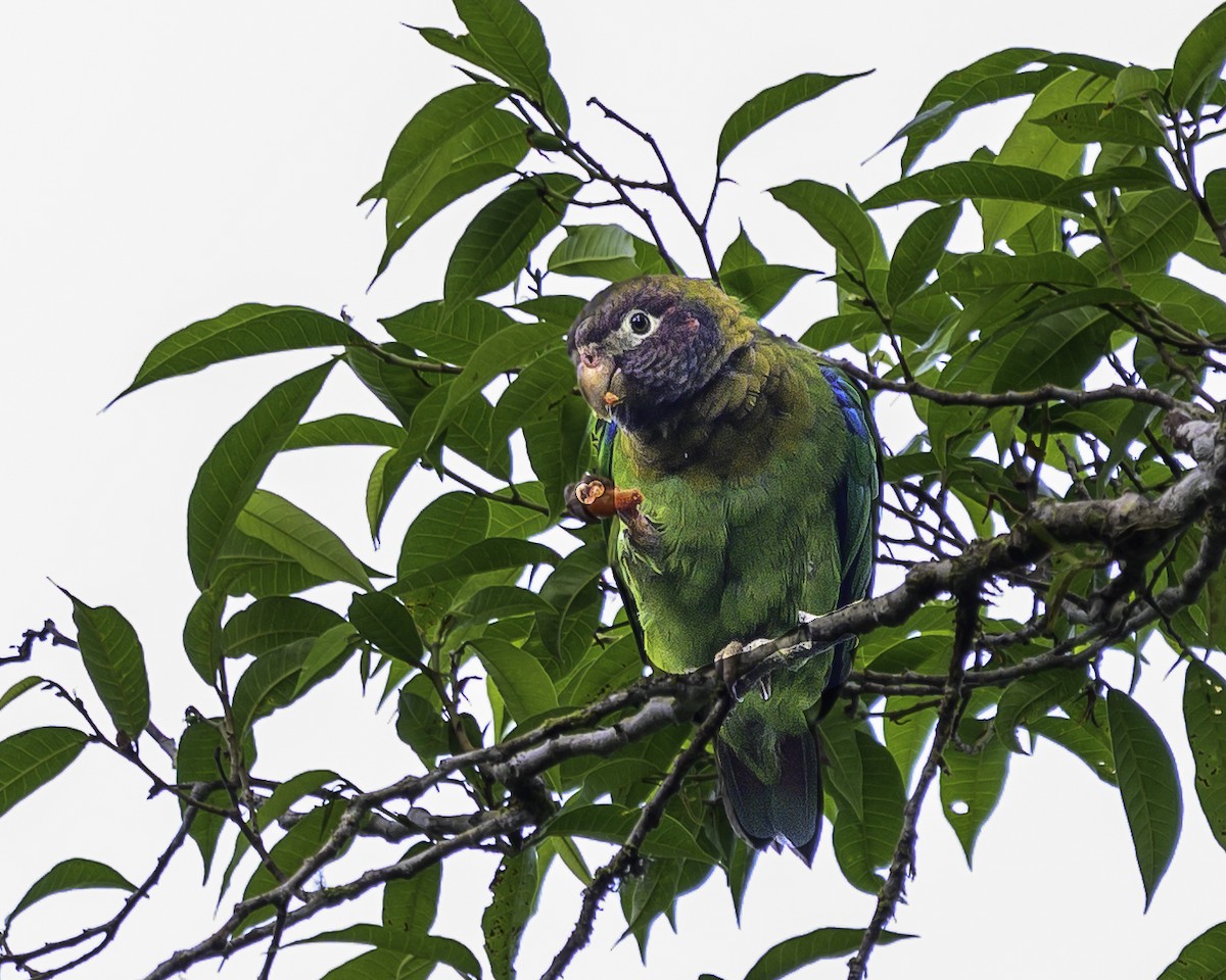 Brown-hooded Parrot - ML643508660