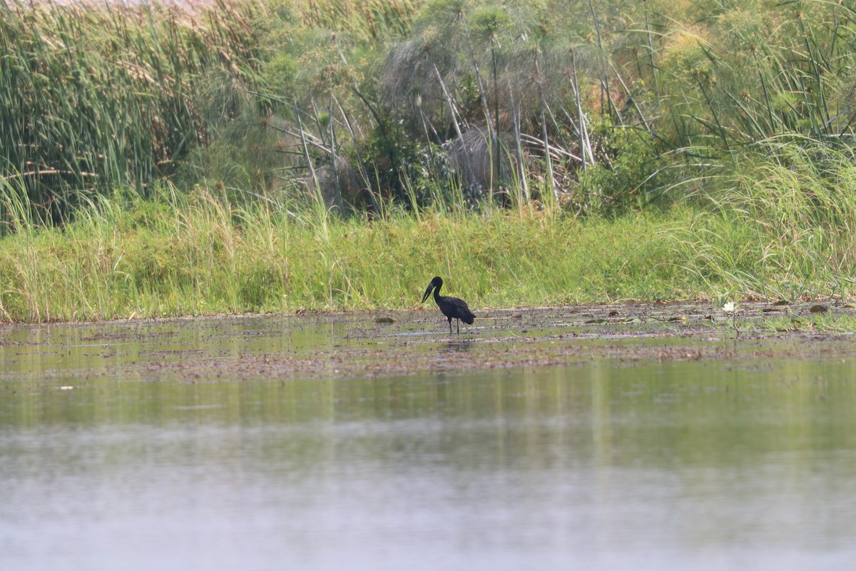 African Openbill - ML643508662