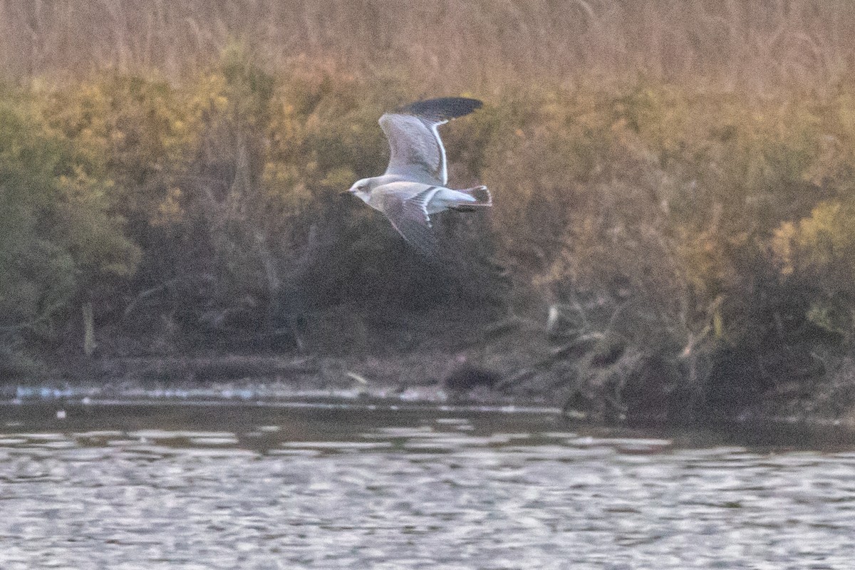 Mouette atricille - ML643508663