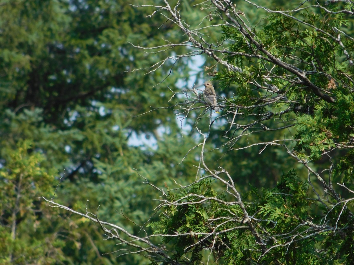 Cedar Waxwing - ML643508666