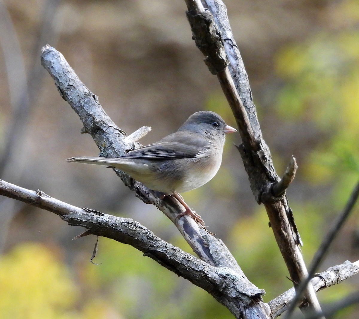 Junco Ojioscuro - ML643508677