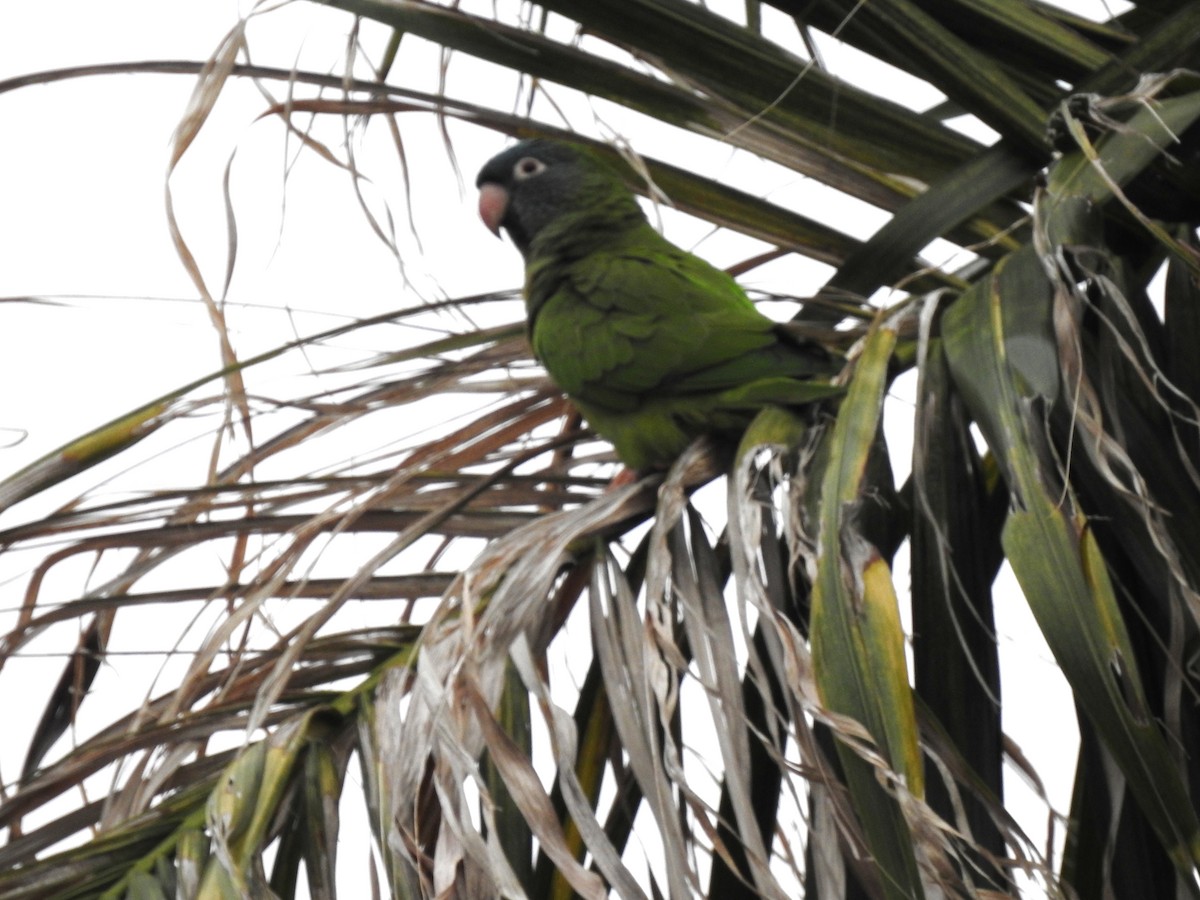Blue-crowned Parakeet - ML643508681