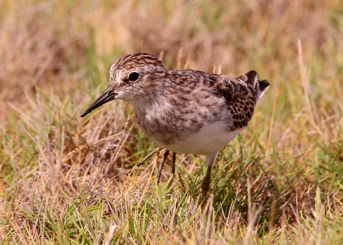 Least Sandpiper - ML643508688