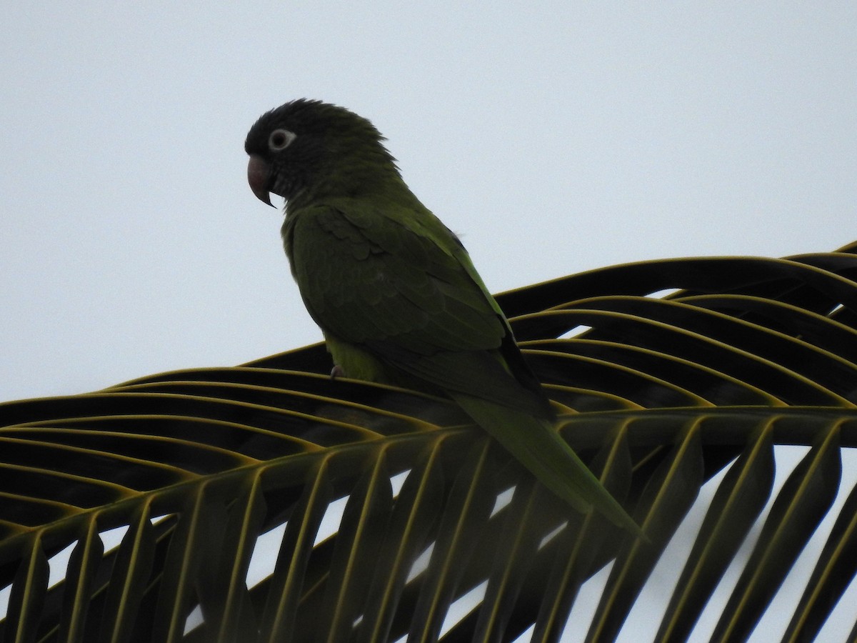 Blue-crowned Parakeet - ML643508693