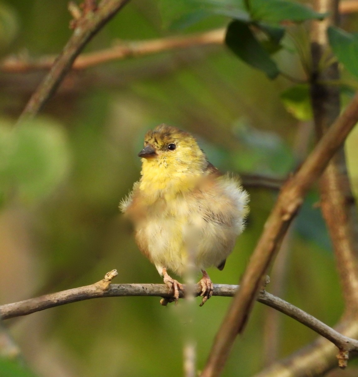 Chardonneret jaune - ML643508694