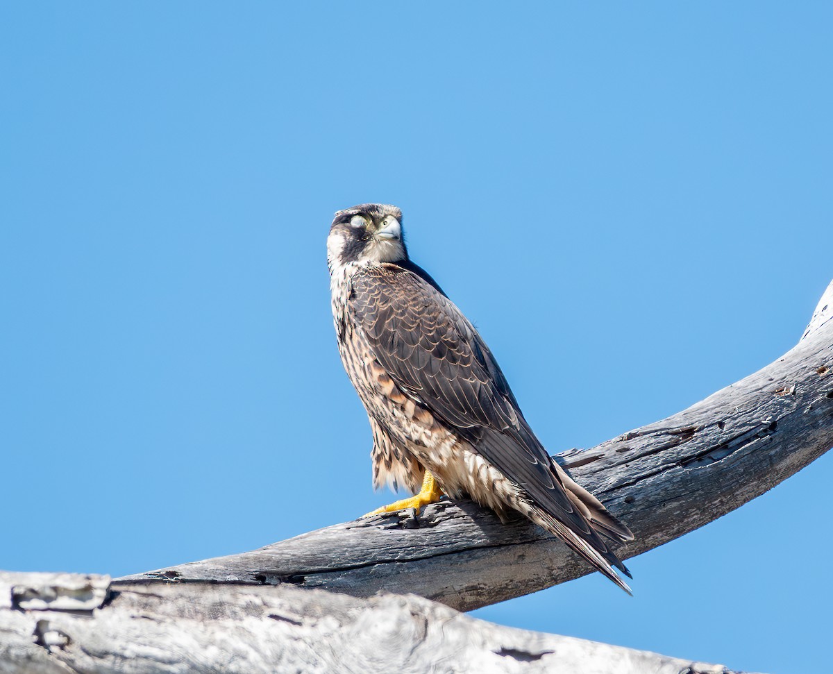 Peregrine Falcon - ML643508697