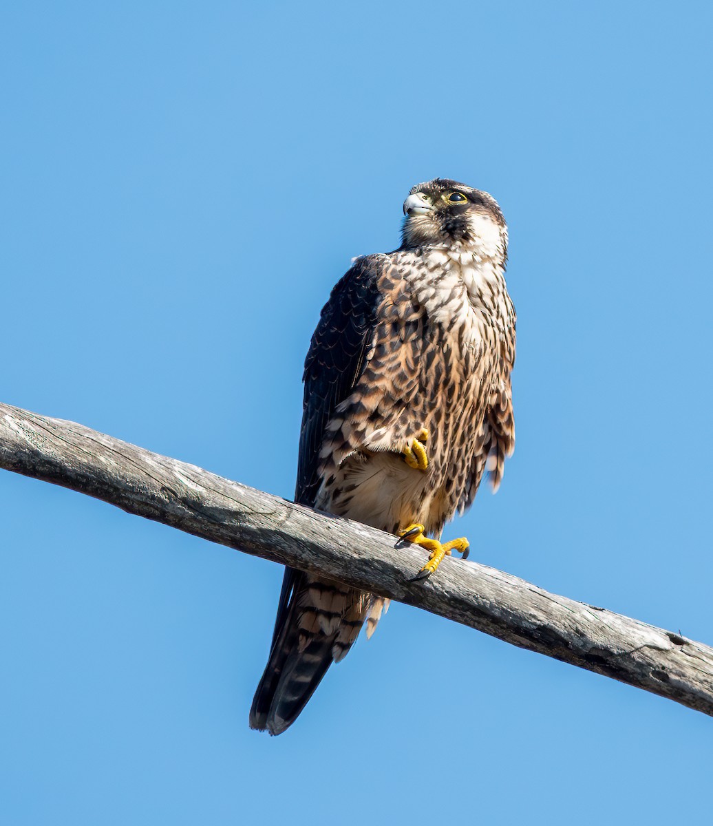 Peregrine Falcon - ML643508698