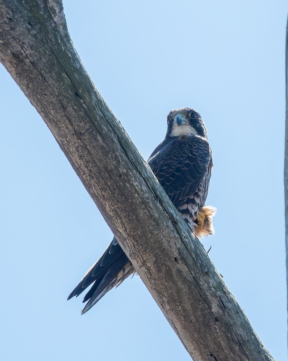 Peregrine Falcon - ML643508699