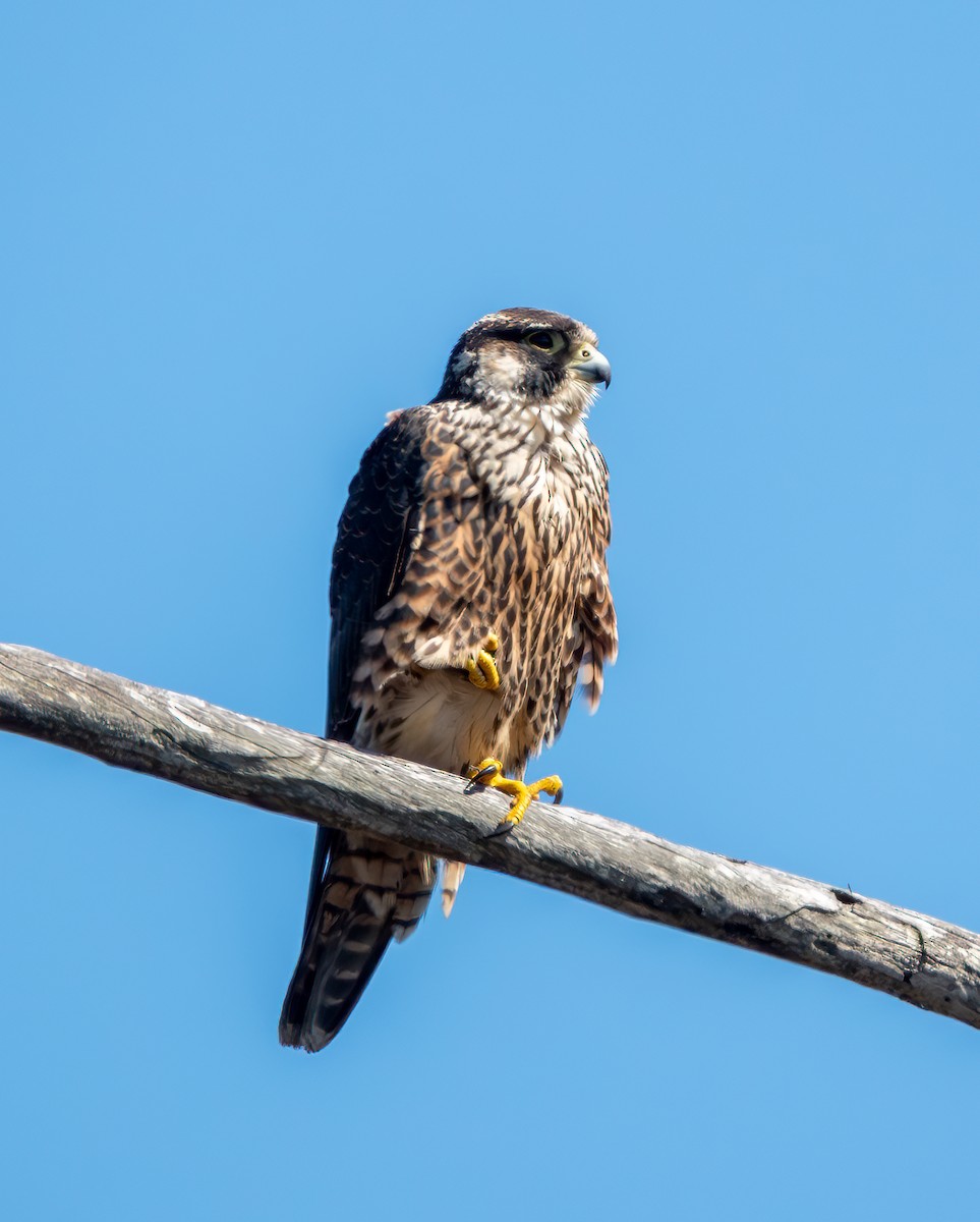 Peregrine Falcon - ML643508700