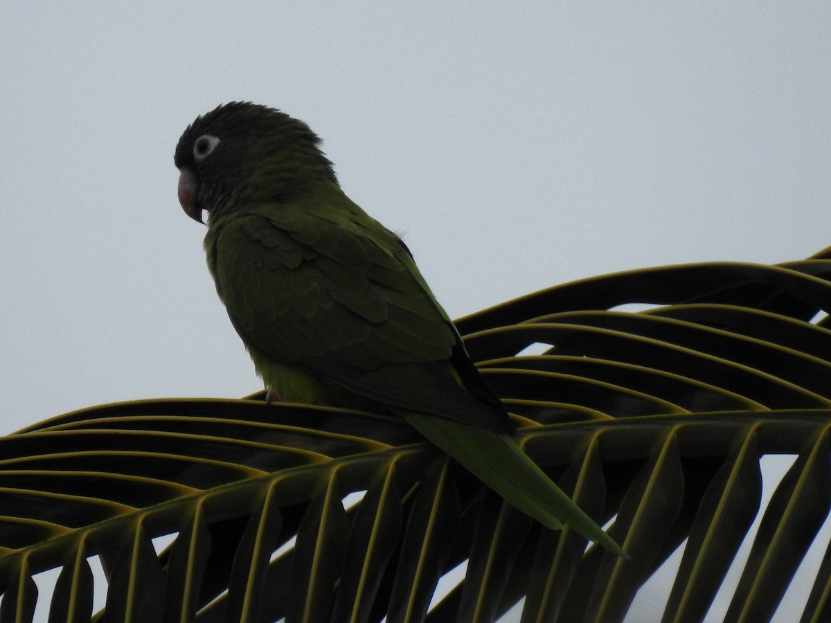 Blue-crowned Parakeet - ML643508701