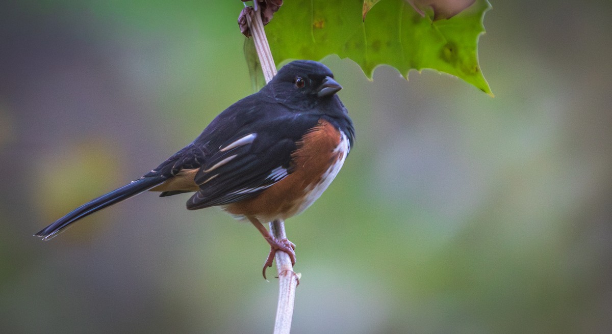 Eastern Towhee - ML643508706