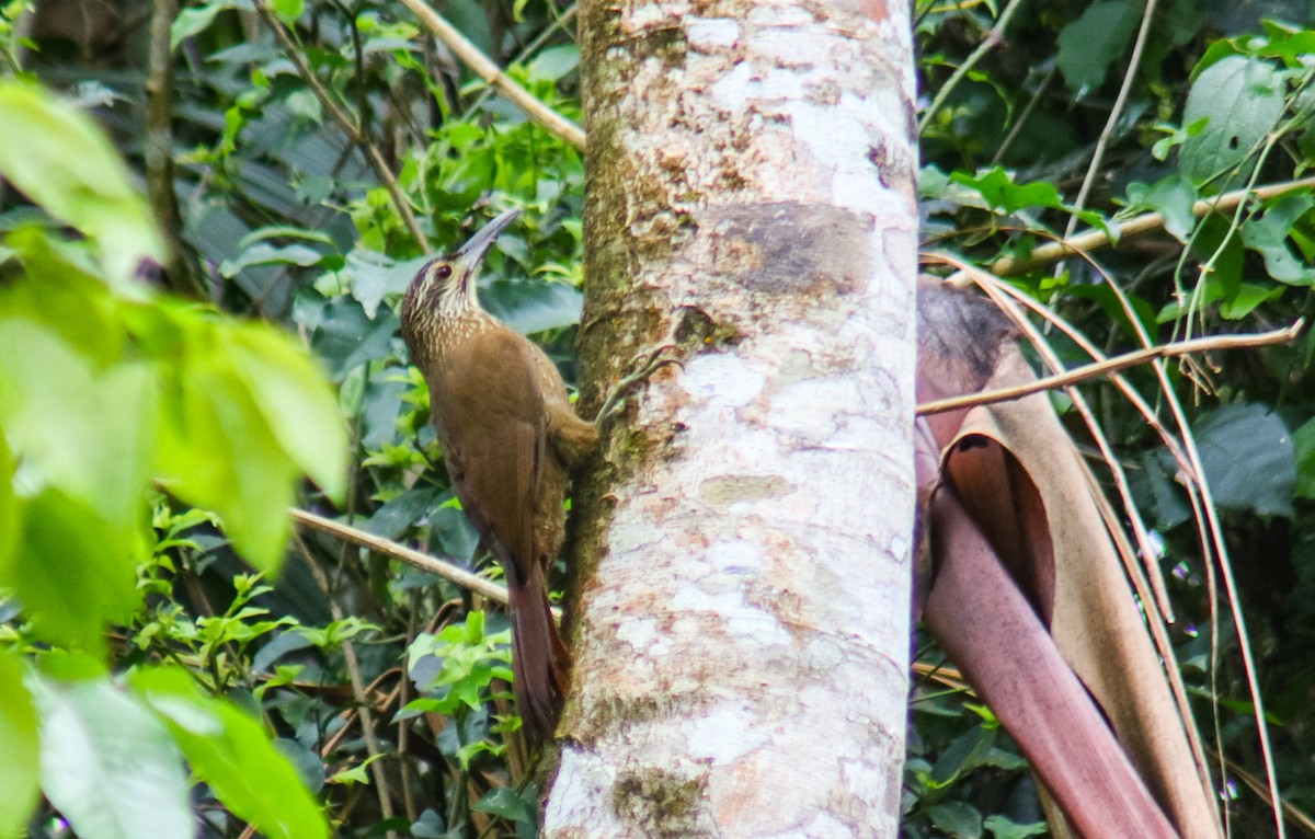 White-throated Woodcreeper - ML643508713
