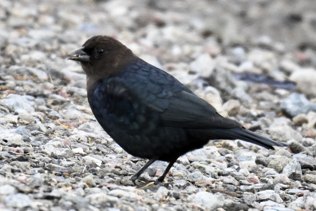 Brown-headed Cowbird - ML643508727