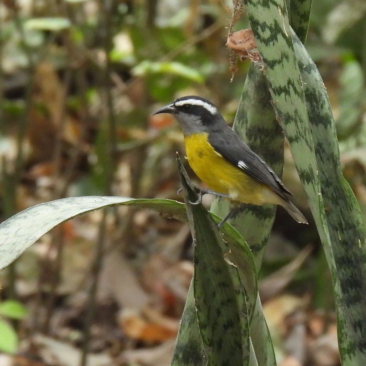 Bananaquit - ML643508733