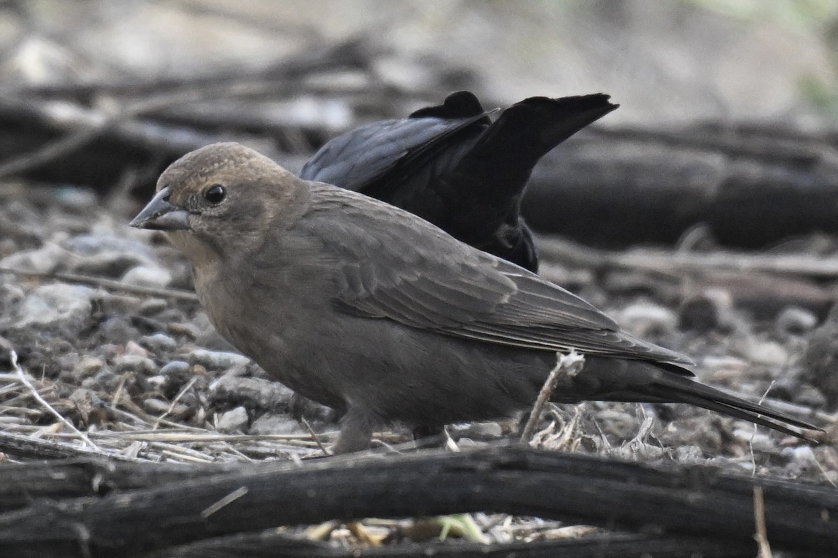 Brown-headed Cowbird - ML643508735