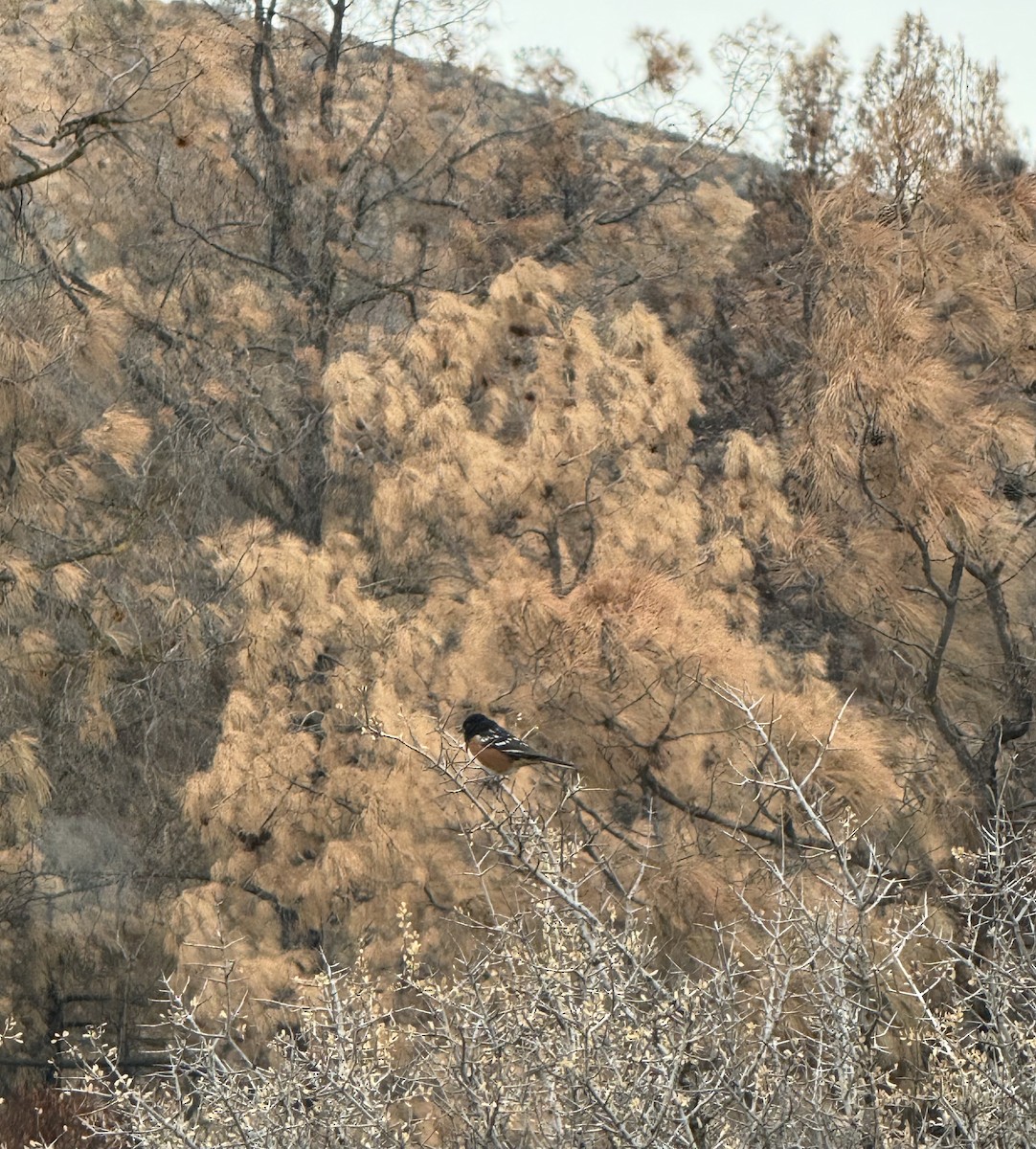 Spotted Towhee - ML643508741